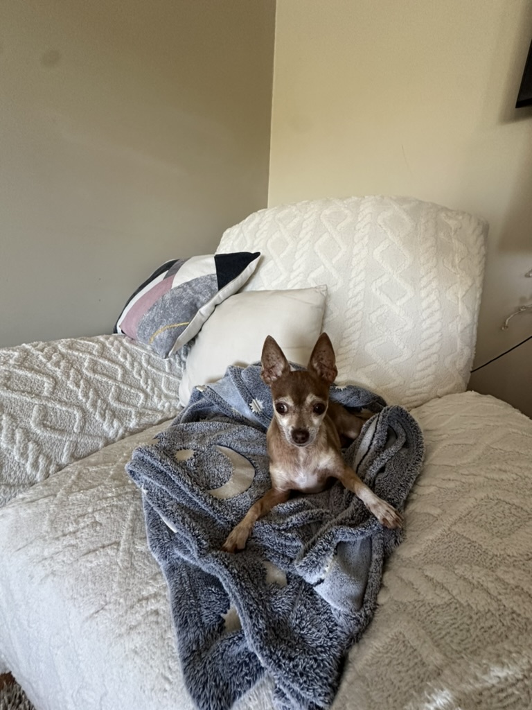 Mr Biggles the chihuahua